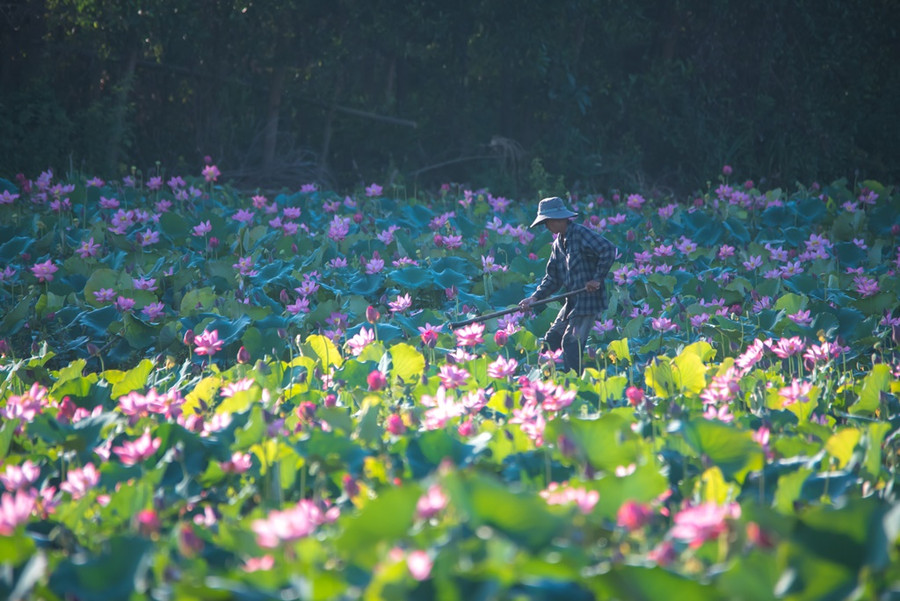 Người nông dân chăm sóc để có một mùa sen bội thu. Ảnh: Nguyễn Trình