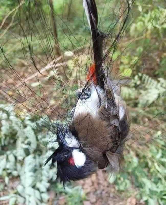 Một chú chim dính bẫy lưới. Một chú chim dính bẫy lưới.