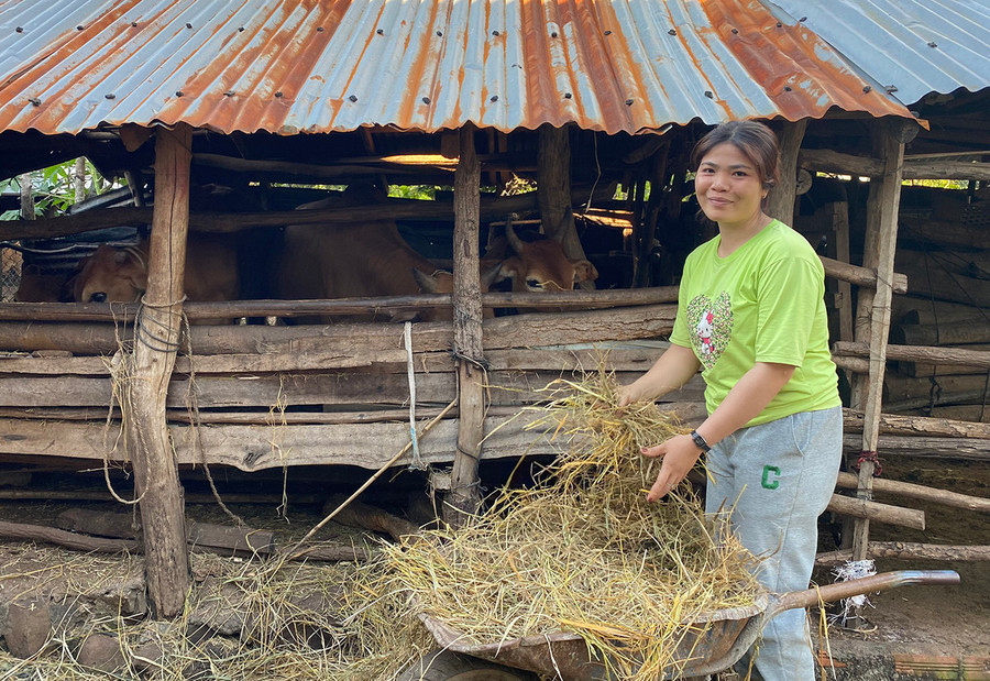 Chị Rmah Her (làng Kte, xã Hbông, huyện Chư Sê) chăm sóc đàn bò của gia đình. Ảnh: Hà Phương