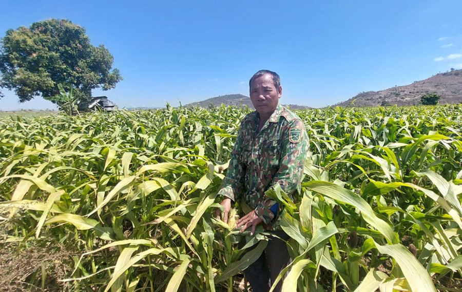 Vườn bắp trồng lấy giống của người dân xã Ayun Hạ, huyện Phú Thiện. Ảnh: N.D Vườn bắp trồng lấy giống của người dân xã Ayun Hạ, huyện Phú Thiện. Ảnh: N.D