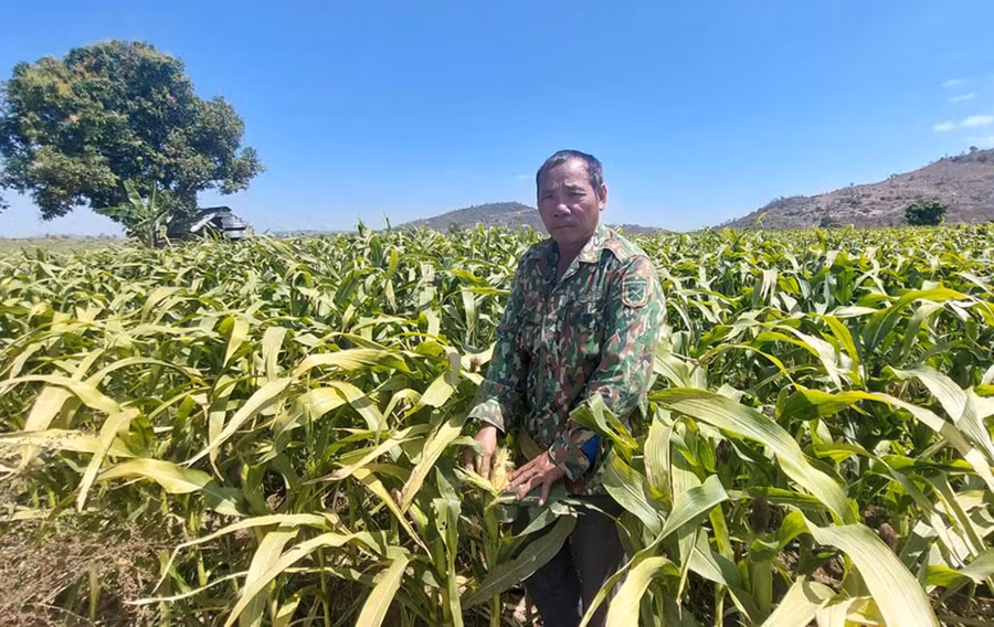 Vườn bắp trồng lấy giống của người dân xã Ayun Hạ, huyện Phú Thiện. Ảnh: N.D