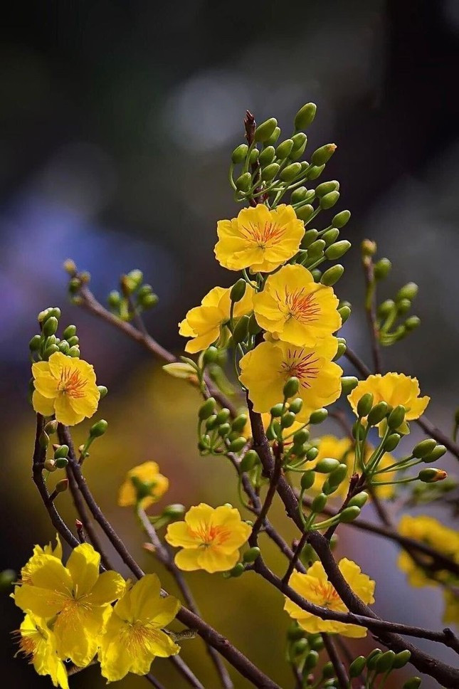 Mai vàng dễ chăm và cho hoa dày rực rỡ bằng cách siết nước. Mai vàng dễ chăm và cho hoa dày rực rỡ bằng cách siết nước.