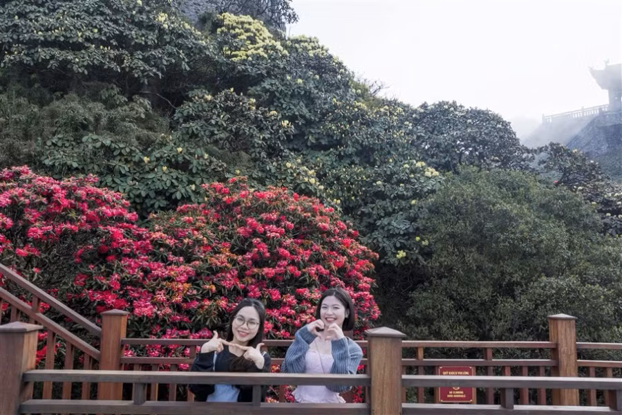 Con đường trải dài 60m, được thiết kế và xây dựng uốn theo những thế cây, đảm bảo giữ nguyên trạng khu vực có những gốc đỗ quyên quý hiếm. Đây là nơi sở hữu nhiều cây đỗ quyên cổ thụ đẹp nhất Sa Pa và cũng là điểm ngắm hoa lý tưởng giúp du khách có thể chiêm ngưỡng và check-in với những bông hoa đỗ quyên ở cự ly gần nhất.