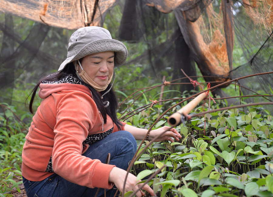 Với số vốn được cho vay từ Quyết định 22, chị Lê Thị Tuyết Nhung đang trồng thêm hồ tiêu, cà phê để ổn định cuộc sống. Ảnh: Thúy Trinh Với số vốn được cho vay từ Quyết định 22, chị Lê Thị Tuyết Nhung đang trồng thêm hồ tiêu, cà phê để ổn định cuộc sống. Ảnh: Thúy Trinh