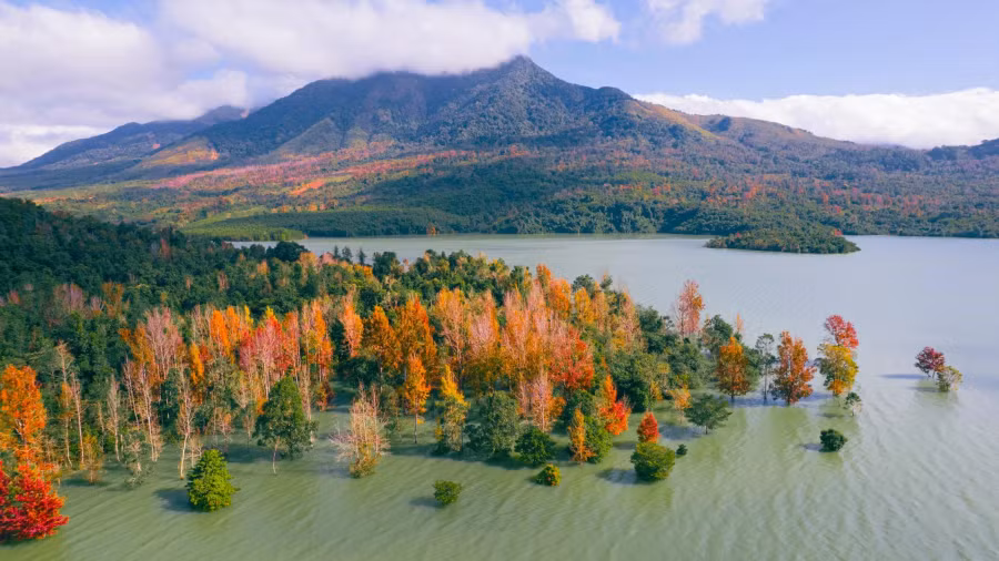 Cây sau sau thay lá, nổi bật và tạo điểm nhấn giữa cánh rừng xanh. Ảnh: ĐỨC HIẾU