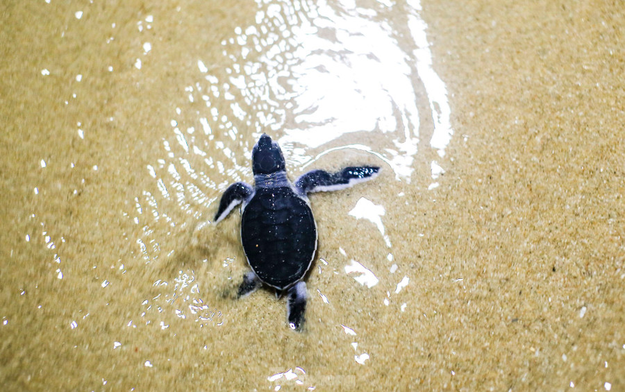 Rùa con vừa nở từ trứng. Rùa con vừa nở từ trứng.