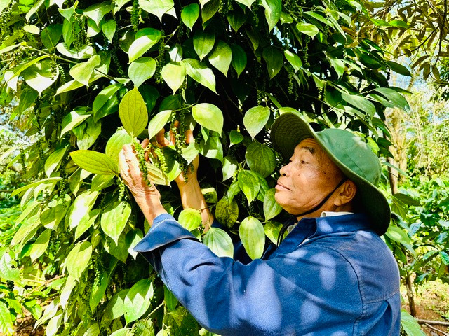 Giá hồ tiêu tăng mạnh, sắp vượt mốc 100.000 đồng/kg. Ảnh: MINH ĐĂNG Giá hồ tiêu tăng mạnh, sắp vượt mốc 100.000 đồng/kg. Ảnh: MINH ĐĂNG