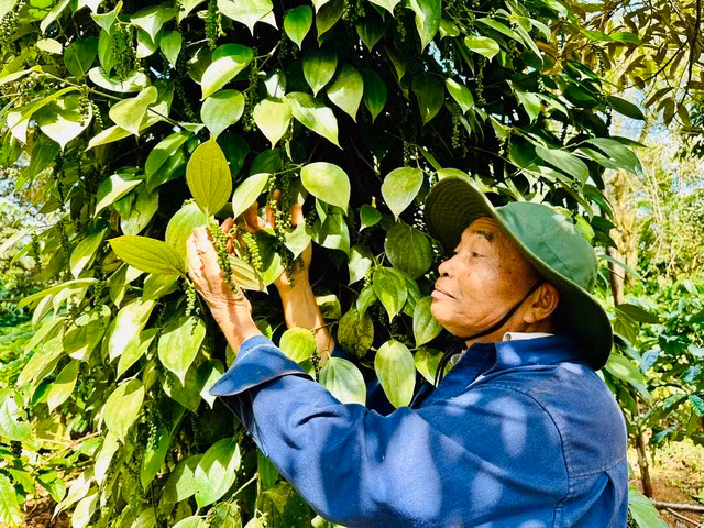 Giá hồ tiêu tăng mạnh, sắp vượt mốc 100.000 đồng/kg. Ảnh: MINH ĐĂNG