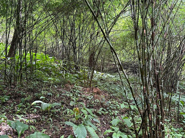 Rừng tre khu vực sẽ triển khai dự án hồ thủy lợi Ka Pét. Ảnh: LÊ SƠN