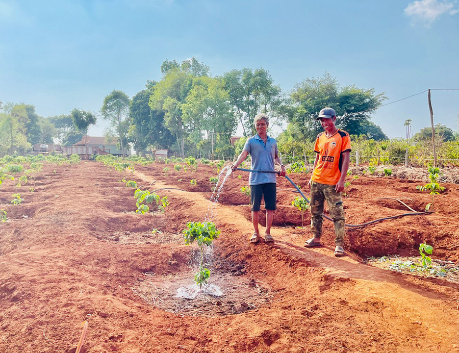 Ông Hlốt (làng Tơ Bla, xã Đăk Trôi, huyện Mang Yang) tưới nước cho vườn cà phê mới tái canh. Ảnh: N.H Ông Hlốt (làng Tơ Bla, xã Đăk Trôi, huyện Mang Yang) tưới nước cho vườn cà phê mới tái canh. Ảnh: N.H