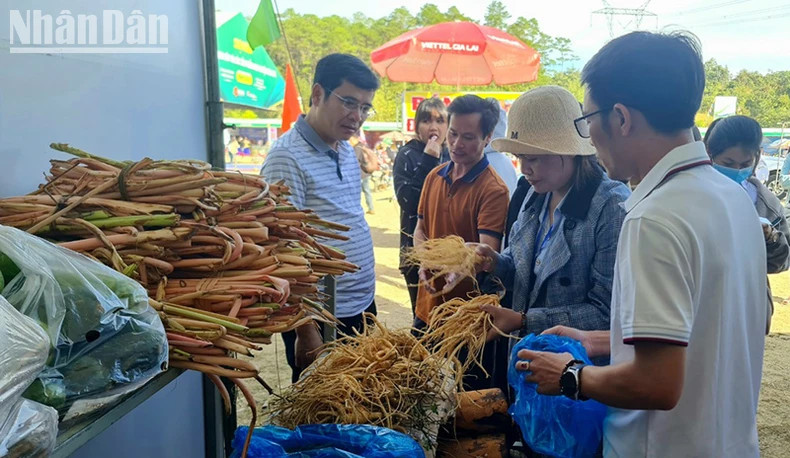 Du khách mua sắm Hồng đẳng sâm, dược liệu đặc sản của huyện Đăk Glei. Du khách mua sắm Hồng đẳng sâm, dược liệu đặc sản của huyện Đăk Glei.