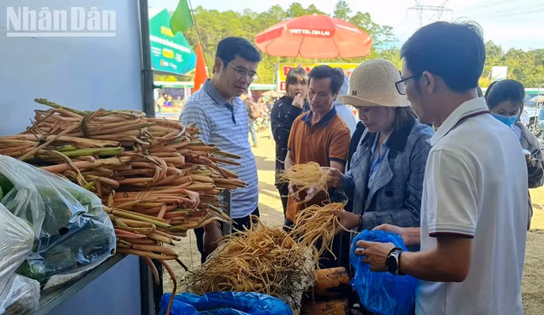 Du khách mua sắm Hồng đẳng sâm, dược liệu đặc sản của huyện Đăk Glei.