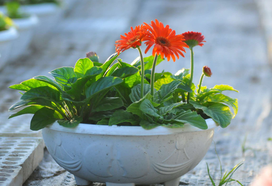 Hoa cúc đồng tiền Hoa cúc đồng tiền