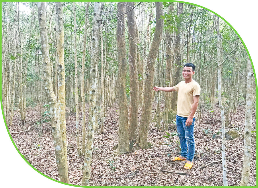 Anh Tuyết (làng Mơr, xã Đak Tơ Ve, huyện Chư Păh) giới thiệu về vườn gỗ trắc của gia đình. Ảnh: N.D
