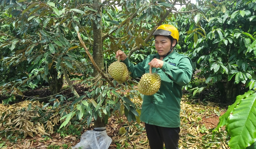 27 cây sầu riêng của hộ dân tại xã Ia Phìn (huyện Chư Prông) bị chặt phá sát gốc khiến quả rơi rụng đầy mặt đất. Ảnh: Hà Phương 27 cây sầu riêng của hộ dân tại xã Ia Phìn (huyện Chư Prông) bị chặt phá sát gốc khiến quả rơi rụng đầy mặt đất. Ảnh: Hà Phương