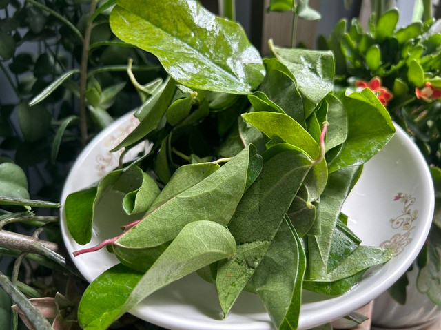 Lá sương sâm tươi. Ảnh: LÊ CẦM Lá sương sâm tươi. Ảnh: LÊ CẦM