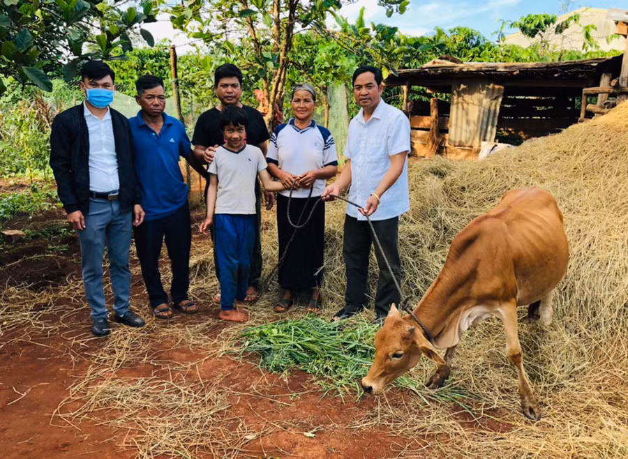 Hỗ trợ bò giống cho hộ DTTS khó khăn tại xã Glar. Ảnh: T.N