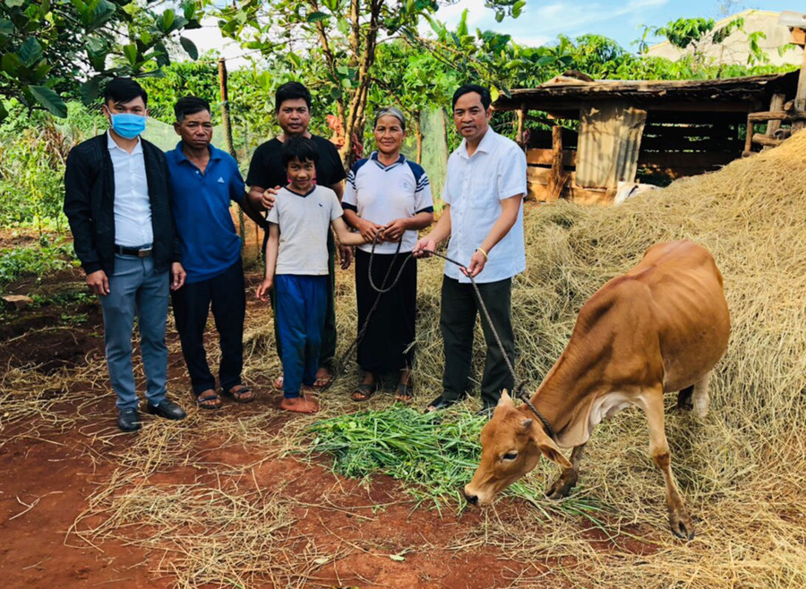 Hỗ trợ bò giống cho hộ DTTS khó khăn tại xã Glar. Ảnh: T.N Hỗ trợ bò giống cho hộ DTTS khó khăn tại xã Glar. Ảnh: T.N