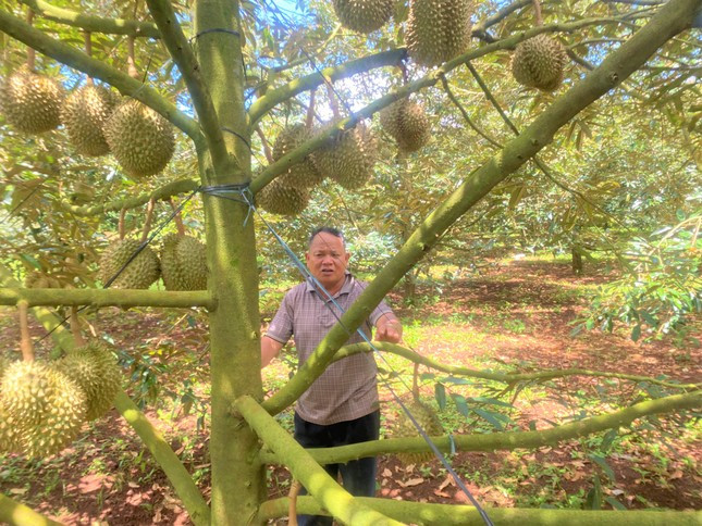 Vườn sầu riêng nhà ông Hào.