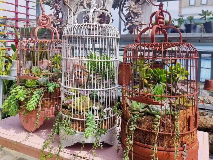 Tú sáng tạo tiểu cảnh sen đá với lồng chim. Ảnh: THANH TÚ