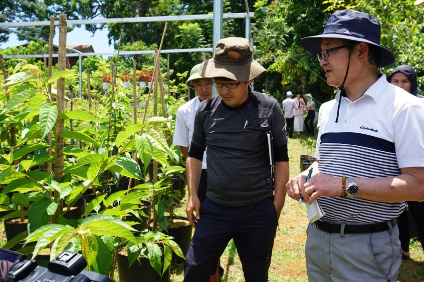 TS Nishiyama Tadashi (bên trái ảnh), chuyên gia về hoa anh đào Hiệp hội hoa anh đào Nhật Bản thăm vườn ươm thuần dưỡng anh đào Nhật ở Vĩnh Sơn. Ảnh: THU DỊU