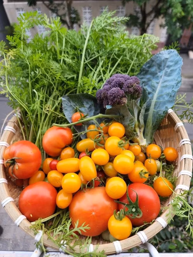 Chị Luy cho biết mỗi lần thu hoạch là mỏi cả tay. Ảnh NVCC