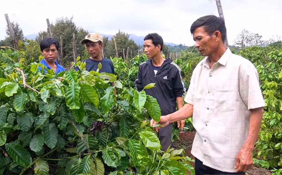 Ông Trần Văn Hào (tổ 4, xã Ia Vê) đã trở thành hộ sản xuất kinh doanh giỏi nhờ chăm chỉ lao động và áp dụng tiến bộ kỹ thuật vào sản xuất. Ảnh: Nhật Hào