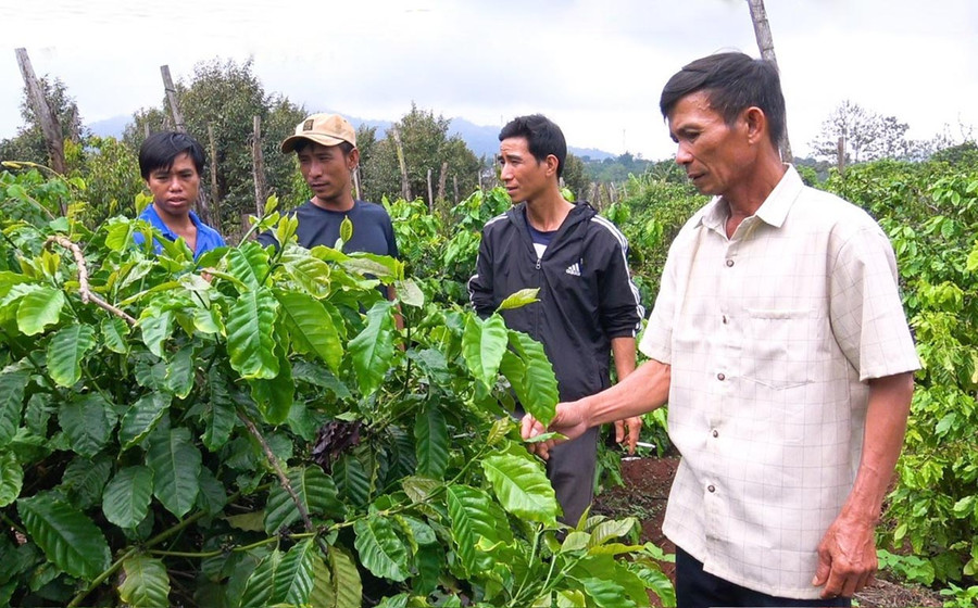 Ông Trần Văn Hào (tổ 4, xã Ia Vê) đã trở thành hộ sản xuất kinh doanh giỏi nhờ chăm chỉ lao động và áp dụng tiến bộ kỹ thuật vào sản xuất. Ảnh: Nhật Hào