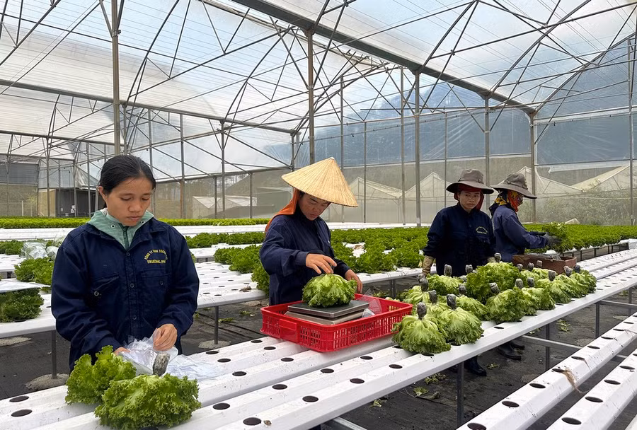 Nông dân tại trang trại Trường Phúc, huyện Lạc Dương, tỉnh Lâm Đồng thu hoạch rau thủy canh tiết kiệm nước