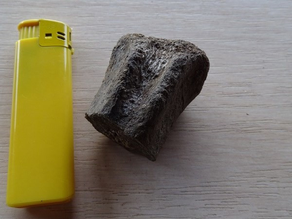 Một đốt sống hóa thạch được phát hiện trong chuyến thám hiểm "Trun 2023." (Nguồn: BTA) Một đốt sống hóa thạch được phát hiện trong chuyến thám hiểm "Trun 2023." (Nguồn: BTA)