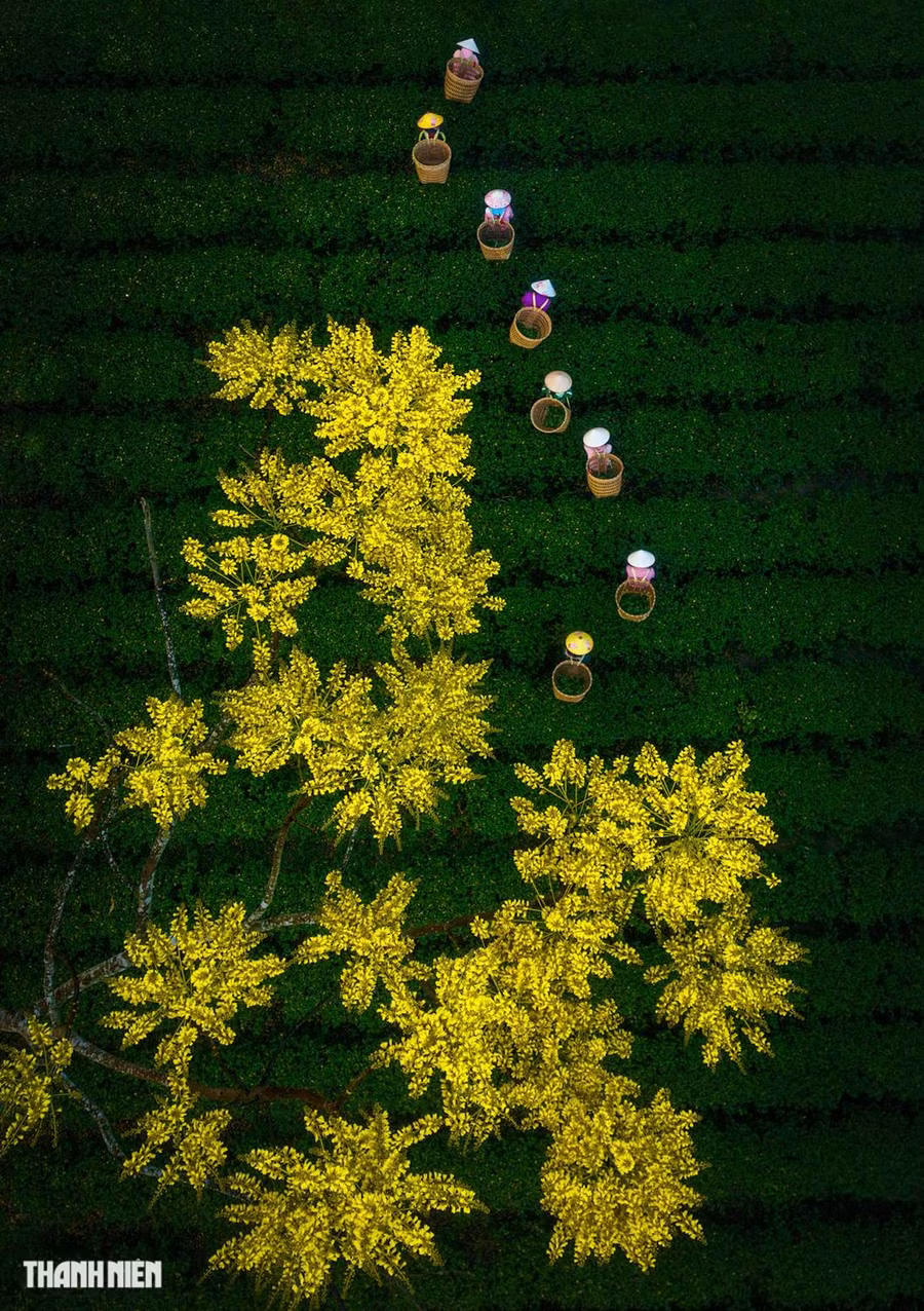 Nhiếp ảnh gia Phạm Huy Trung còn có tác phẩm Mùa xuân trên đồi chè vào top 100 ảnh chụp từ trên cao, ghi lại khung cảnh tu viện Bát Nhã (Đam B'ri, Bảo Lộc, Lâm Đồng) được nhuộm vàng bởi Phật y, một tên gọi khác của hoa phượng vàng. Sắc vàng của hoa tương phản với nền xanh đồi chè tạo ra khung cảnh nên thơ. Ảnh: PHẠM HUY TRUNG