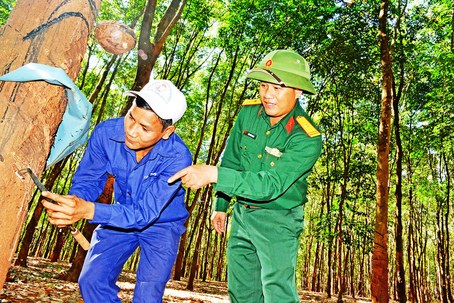 Cặp gắn kết hộ Trung đoàn 710 hướng dẫn cạo mủ cao su. Ảnh: Vĩnh Hoàng