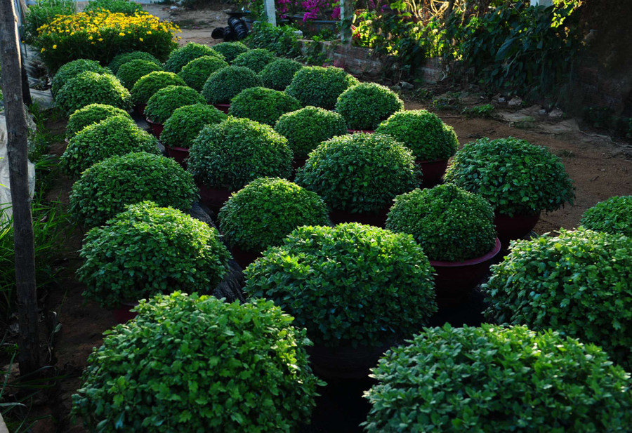 Cúc mâm xôi, cúc đại đoá và một số giỏ hoa đồng tiền, cúc Calimero vẫn là sự lựa chọn số đông người dân trong ngày Tết Cúc mâm xôi, cúc đại đoá và một số giỏ hoa đồng tiền, cúc Calimero vẫn là sự lựa chọn số đông người dân trong ngày Tết