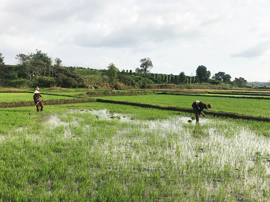 Nông dân xã Glar (huyện Đak Đoa) chăm sóc lúa Đông Xuân. Ảnh: Nguyễn Diệp