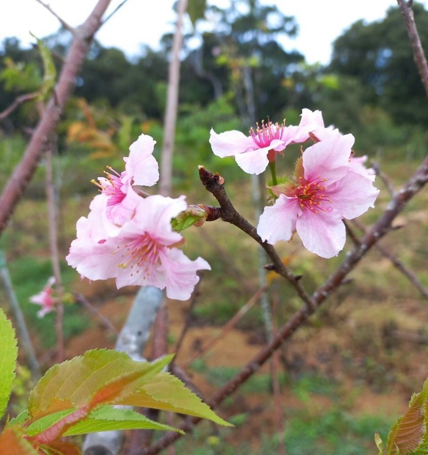 Hoa anh đào Nhật Bản ở Vĩnh Sơn nở bói những nụ hồng xinh. Ảnh: THU DỊU