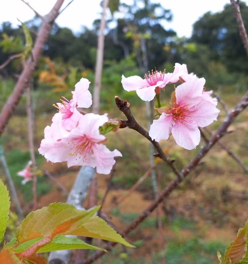 Hoa anh đào Nhật Bản ở Vĩnh Sơn nở bói những nụ hồng xinh. Ảnh: THU DỊU Hoa anh đào Nhật Bản ở Vĩnh Sơn nở bói những nụ hồng xinh. Ảnh: THU DỊU