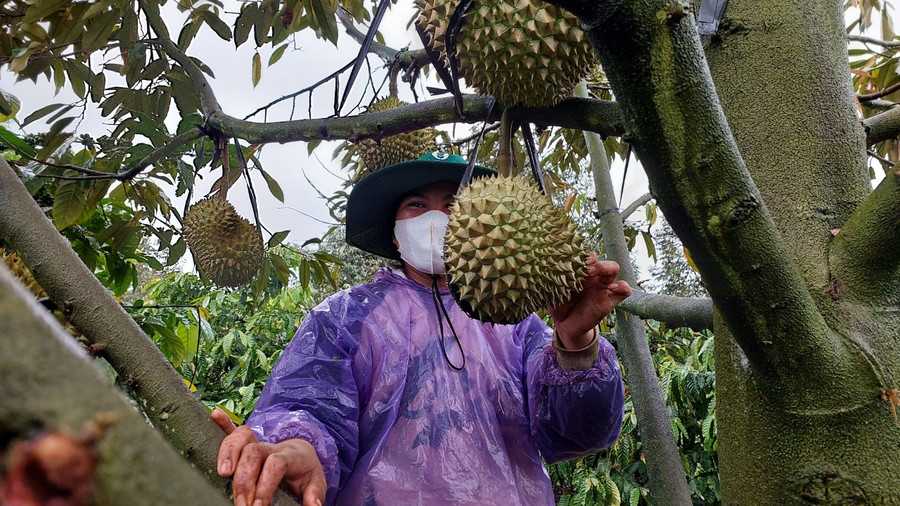 Người dân làng Ktu bảo vệ sầu riêng tránh bị thiệt hại do gió mạnh. Ảnh: Nguyễn Diệp Người dân làng Ktu bảo vệ sầu riêng tránh bị thiệt hại do gió mạnh. Ảnh: Nguyễn Diệp
