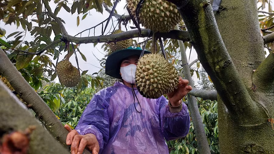 Người dân làng Ktu bảo vệ sầu riêng tránh bị thiệt hại do gió mạnh. Ảnh: Nguyễn Diệp