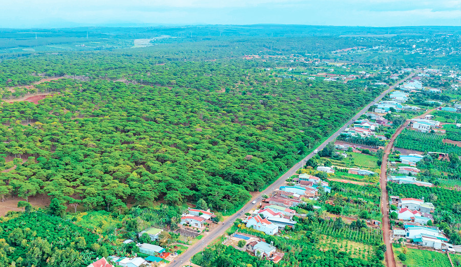 Rừng thông Đak Đoa nhìn từ trên cao. Ảnh: Phạm Quý