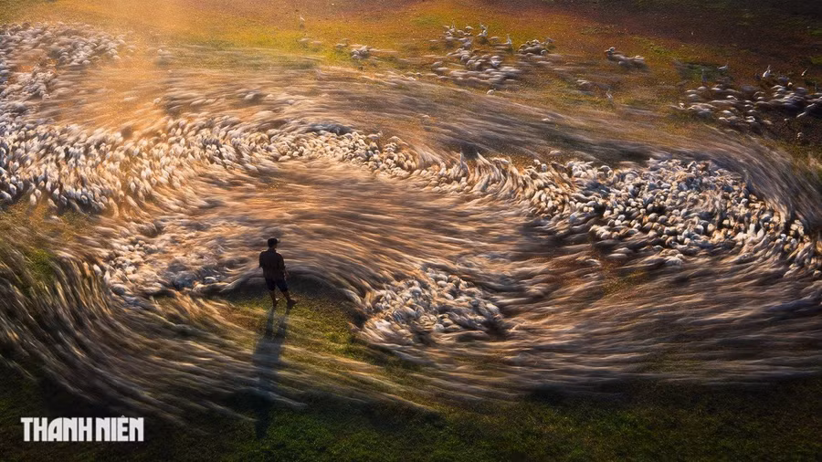 Lốc xoáy của đàn vịt ở hạng mục Con người được tác giả Cao Kỳ Nhân chụp ở đầm Trà Ổ, huyện Phù Mỹ, Bình Định. Diện tích đầm khoảng 1.200 ha, có mức độ đa dạng sinh học cao và nguồn lợi thủy hải sản phong phú, góp phần ổn định sinh kế của cộng đồng dân cư sống quanh đầm. "Người dân nuôi hàng ngàn con vịt, hằng ngày cho chúng ăn hai lần sáng sớm và chiều. Khi chủ cất tiếng gọi quen thuộc, đàn vịt sẽ tập trung ùa về và đợi thức ăn. Sau đó, chúng sẽ chạy xung quanh người nông dân, giống như một cơn lốc xoáy", anh Nhân chia sẻ