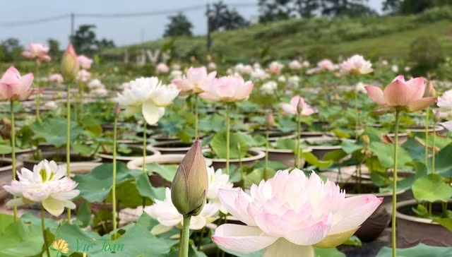 Hoa sen ưa nắng, bung nở tuyệt đẹp