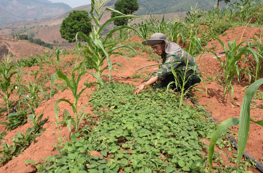 Người dân liên kết phát triển sâm dây. Ảnh: P.N