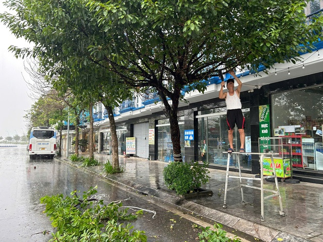 Người dân cắt tỉa cành cây tại Bãi Cháy, Hạ Long, Quảng Ninh Người dân cắt tỉa cành cây tại Bãi Cháy, Hạ Long, Quảng Ninh