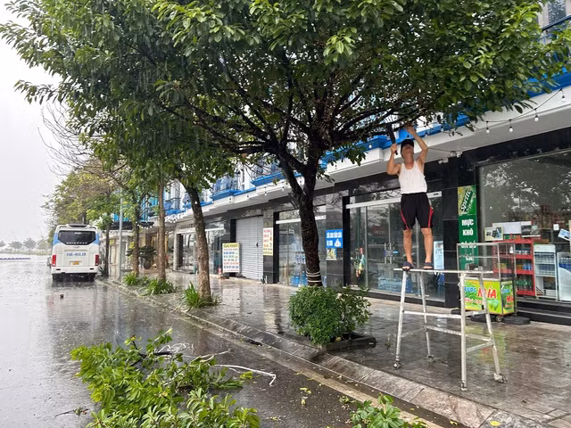 Người dân cắt tỉa cành cây tại Bãi Cháy, Hạ Long, Quảng Ninh