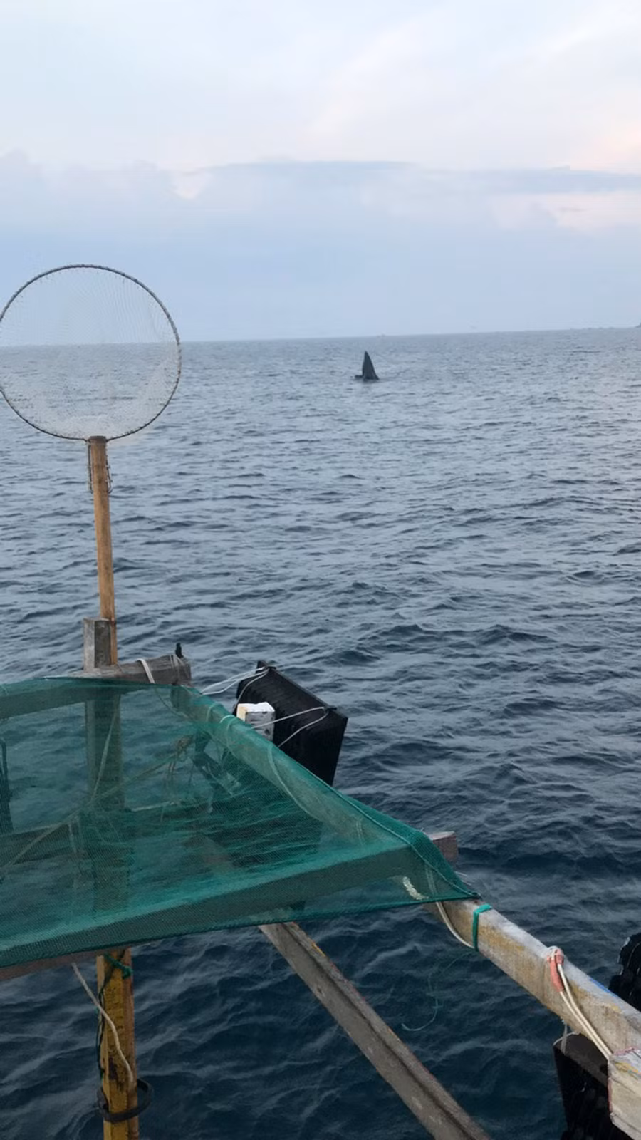 Hình ảnh cá voi xuất hiện ở biển Hòn Sẹo được ngư dân chụp lại. Ảnh: LÊ TƯ