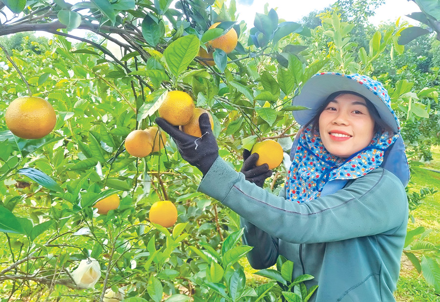 Nhiều nông dân huyện Kbang đầu tư trồng cam Vinh theo tiêu chuẩn VietGAP để nâng cao giá trị sản phẩm. Ảnh: N.S Nhiều nông dân huyện Kbang đầu tư trồng cam Vinh theo tiêu chuẩn VietGAP để nâng cao giá trị sản phẩm. Ảnh: N.S