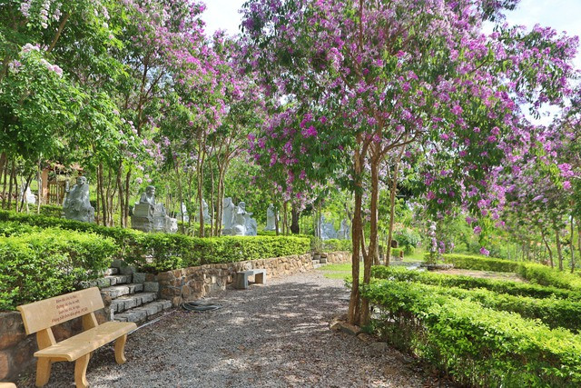 Bằng lăng núi là loại cây thân gỗ mọc hoang nơi khô cằn sỏi đá không cần chăm sóc, cứ đến mùa vào tháng 5 âm lịch là từng tán hoa dày đặc lại nở bùng lên rực rỡ có màu tím biếc pha sắc hồng. Ảnh: PHẠM BÁ DUY