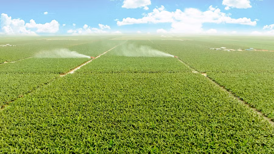 THACO AGRI ứng dụng cơ giới hóa, công nghệ sinh học và số hóa vào sản xuất nông nghiệp quy mô lớn