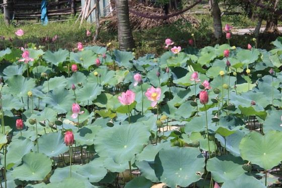 Vẻ đẹp mong manh, yêu kiều của hoa sen khiến cho Đồng sen Trà Lý ngày càng nổi tiếng và thu hút hơn. Vẻ đẹp mong manh, yêu kiều của hoa sen khiến cho Đồng sen Trà Lý ngày càng nổi tiếng và thu hút hơn.