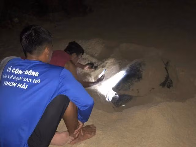 Trước đó, tối 21.5 con rùa biển này đã vào bãi biển xã Nhơn Hải đẻ 1 lần. Ảnh CTV
